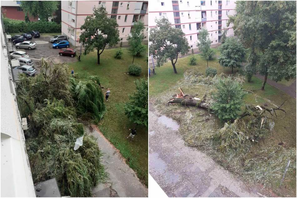 Drvo palo na zgradu, oštećeni i parkirani automobili BN