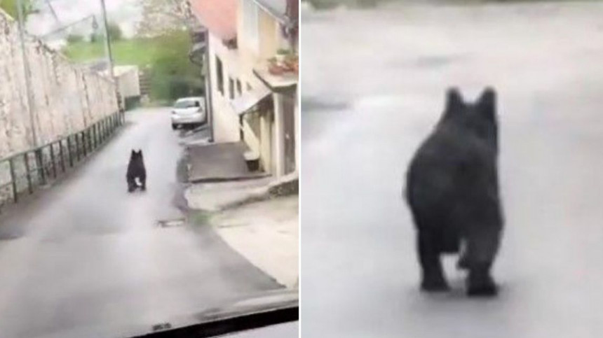 Medvjed viđen kako luta ulicama Sarajeva