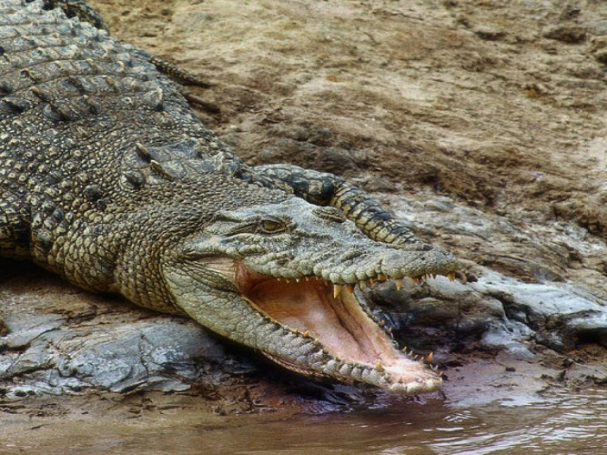 Пије крокодилску крв 2 пута дневно да би остао у форми
