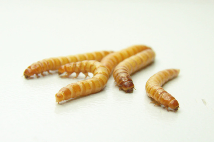 U Britaniji održano tradicionalno takmičenje u izmamljivanju crva iz zemlje!