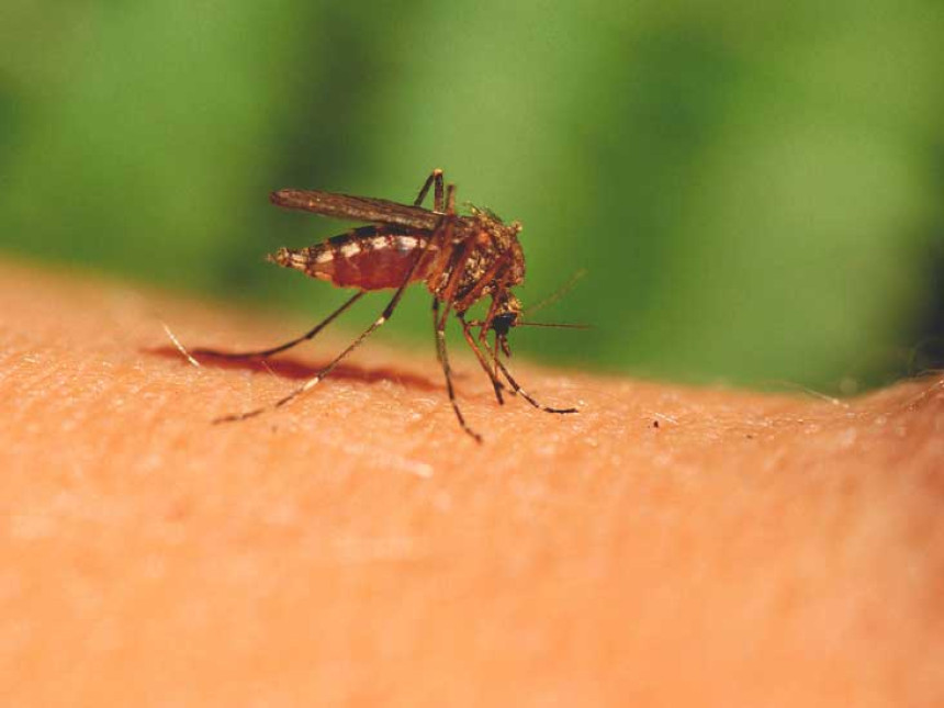 ХР под најездом комараца, угрожено здравље грађана
