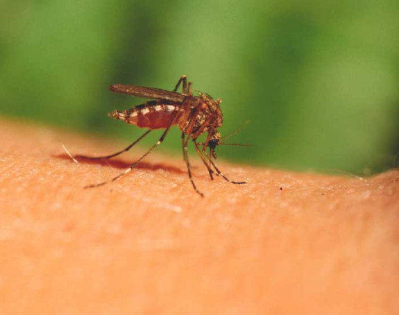 HR pod najezdom komaraca, ugroženo zdravlje građana