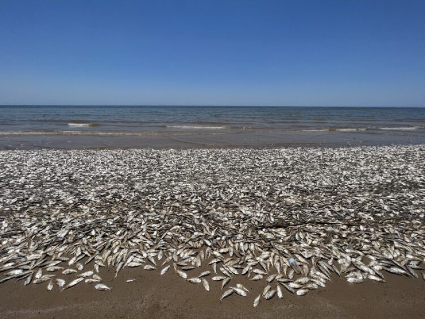 Хиљаде мртвих риба преплавиле обалу, плажа затворена