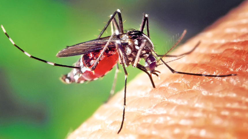У Европи све више комараца који преносе вирусе