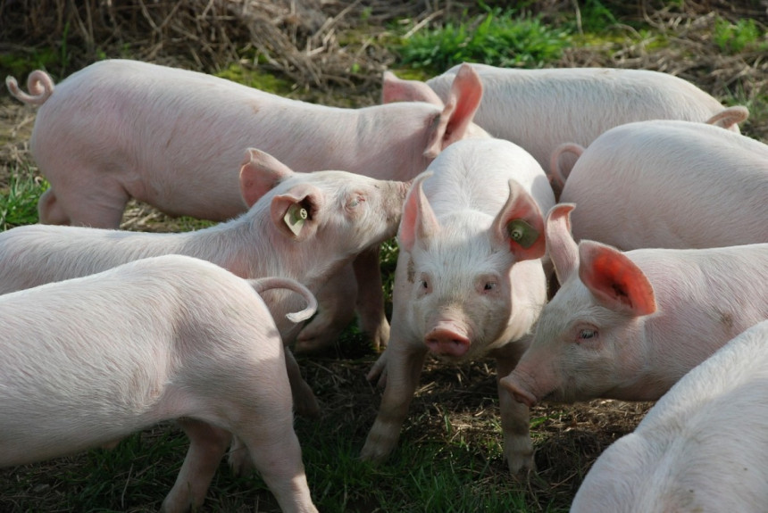 Oprez: Potvrđena afrička kuga svinja u Semberiji