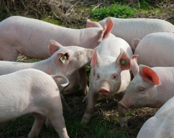Oprez: Potvrđena afrička kuga svinja u Semberiji
