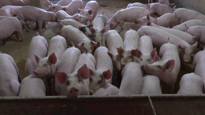 Utvrđene mjere za kontrolu afričke kuge svinja