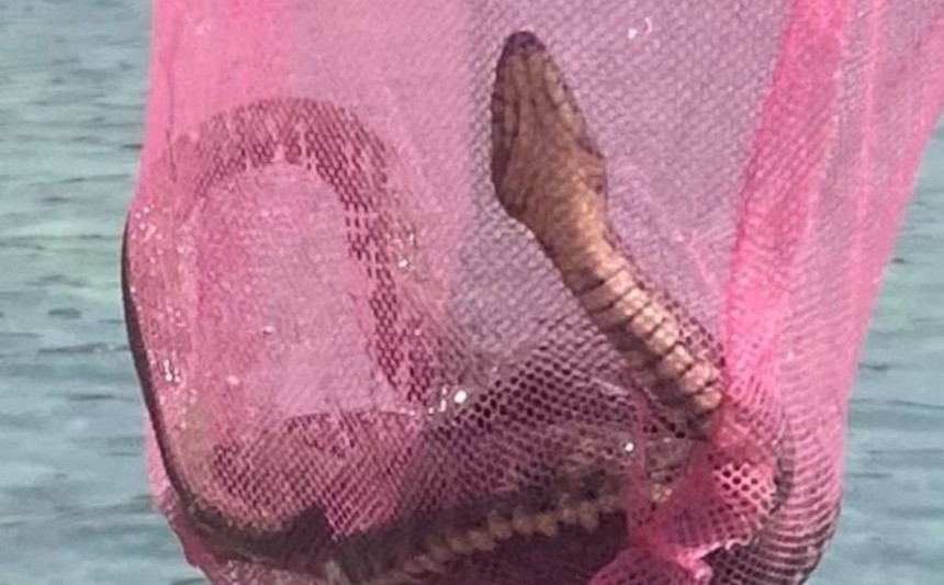 Огромна змија извађена из мора у Сутомору (ФОТО)