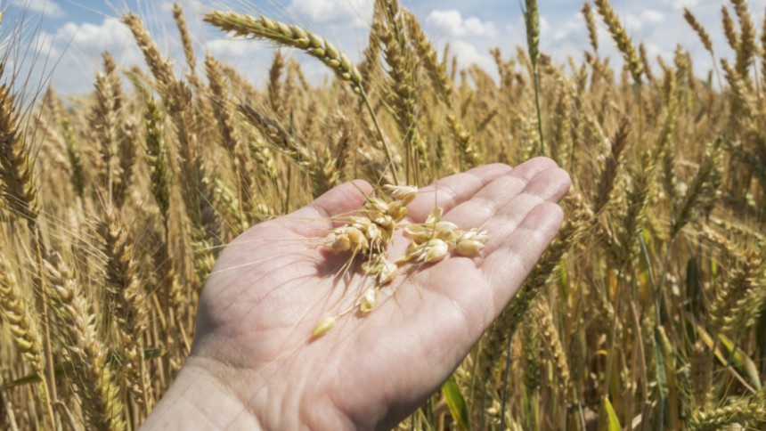 Ove godine kvalitet pšenice i prinos izuzetno loš
