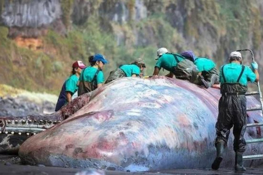 У тијелу кита пронађен ћилибар вриједан пола милиона евра