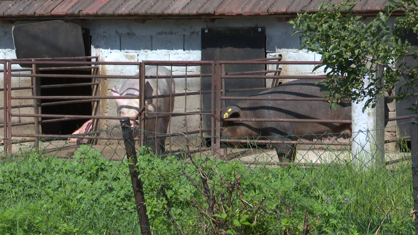 "Афричка куга свиња у Семберији више није под контролом"