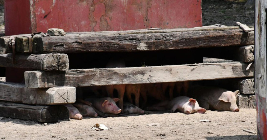 Експертски тим за афричку свињску кугу стиже у БиХ