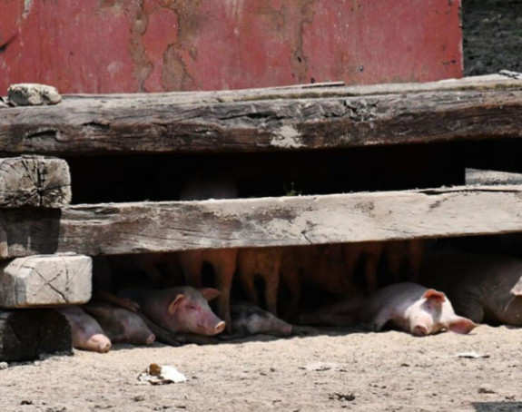 Експертски тим за афричку свињску кугу стиже у БиХ