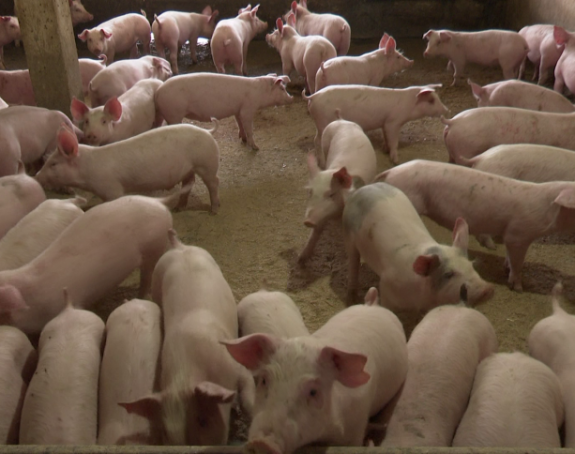 Za farmere bliske SNSD-u u Semberiji afrička kuga svinja ne postoji, čak i veterinare istjeruju iz dvorišta?!