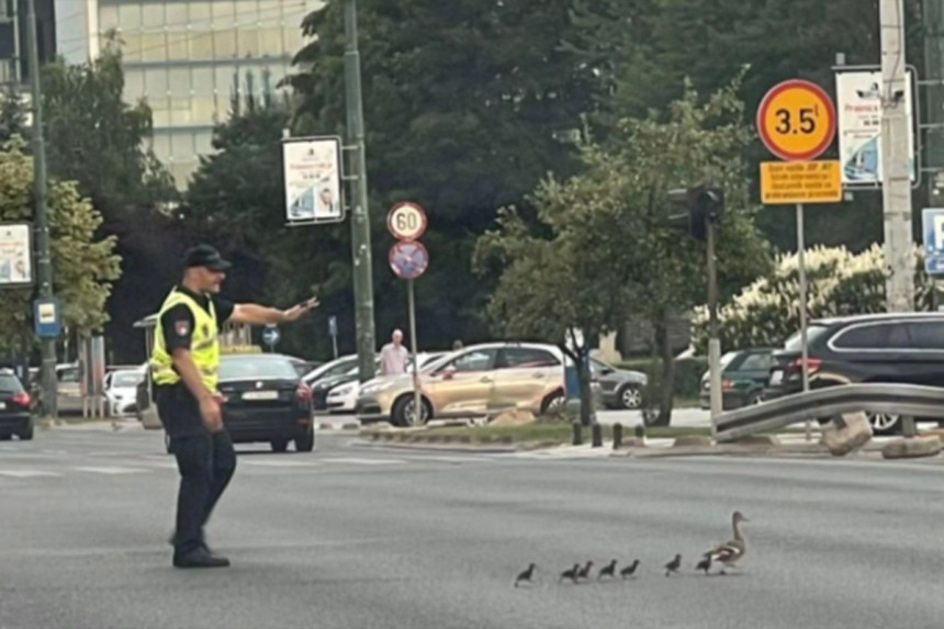 SA: Zaustavljen saobraćaj da prođu patka i pačići