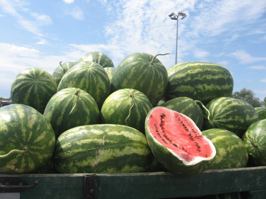Prepolovljen rod u Semberiji: Čije lubenice jedemo?