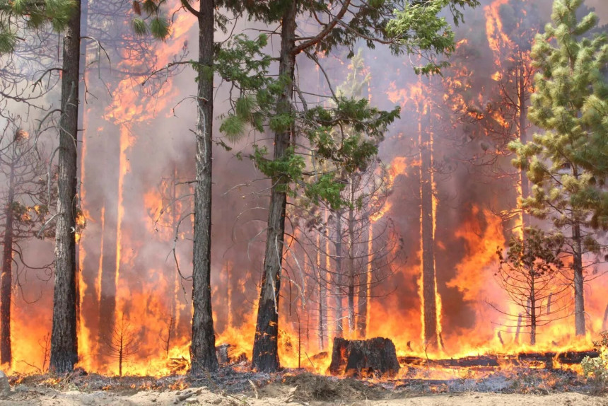 Italija: U više krajeva Kalabrije gore šumski požari