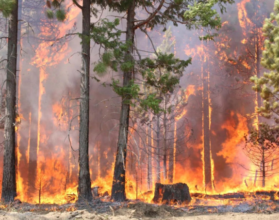 Италија: У више крајева Калабрије горе шумски пожари