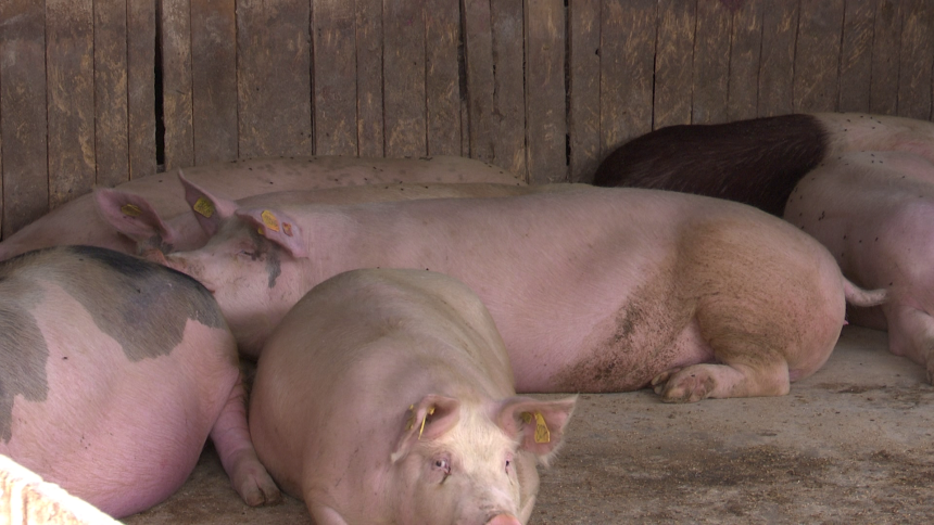 Poziv farmerima da se prijave za otkup svinja