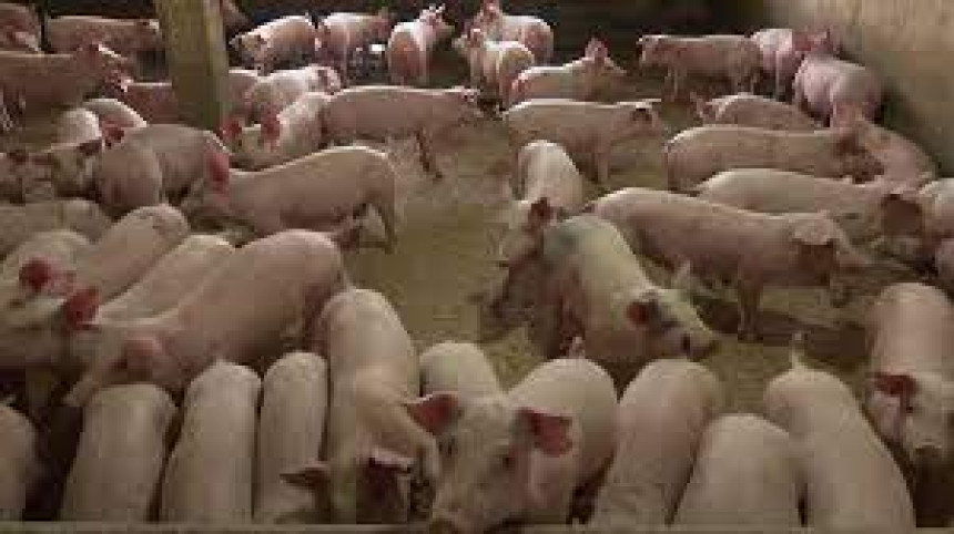 Crni dnevni rekord eutanaziranih svinja u Semberiji