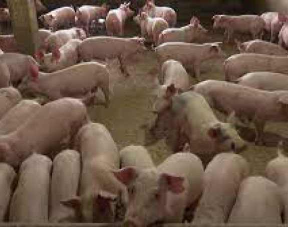 Црни дневни рекорд еутаназираних свиња у Семберији