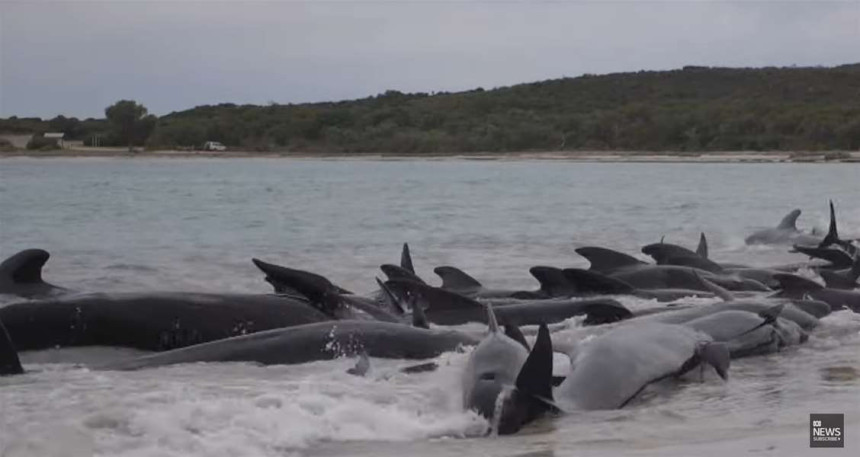 Више од 50 китова угинуло када су се насукали на плажи