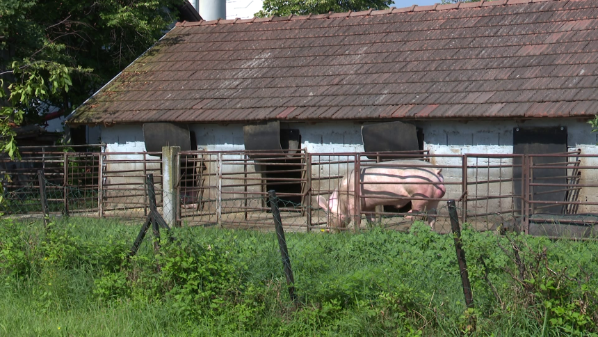 Број еутаназираних свиња у Семберији прешао 13.000!