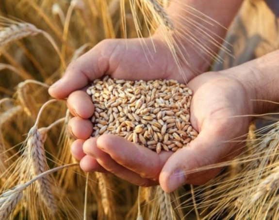 Podbacila pšenica, biće skuplje brašno, ali i hrana