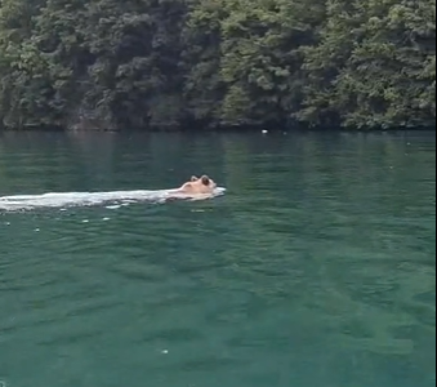 Невјероватан снимак: Медвјед плива у Дрини