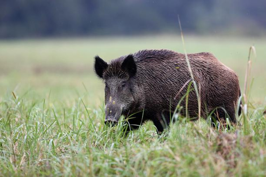Pronađena divlja svinja zaražena afričkom kugom