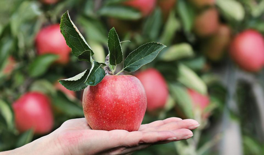 Podbacio rod jabuka i krušaka u Evropskoj uniji
