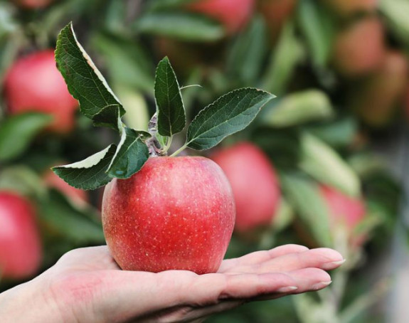 Подбацио род јабука и крушака у Европској унији