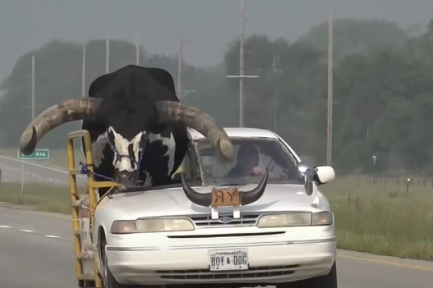 Возио огромног бика у аутомобилу на сувозачевом месту!