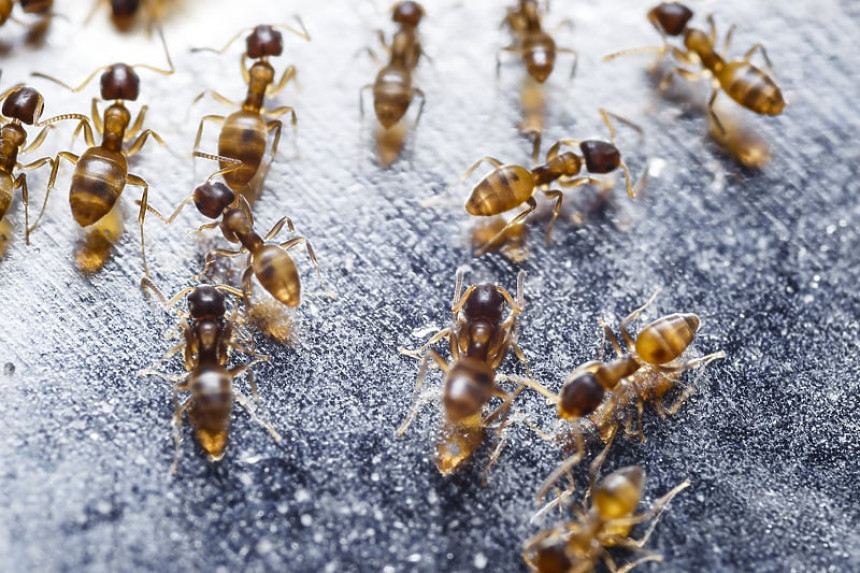 U Evropu je stigla jedna od najgorih vrsta mrava