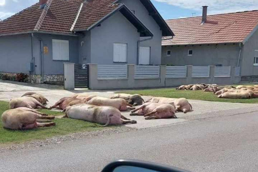 Лешине побијених свиња леже на улици у Славонији