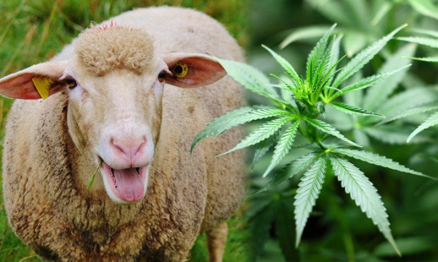 Stado ovaca u Grčkoj pojelo 100 kg marihuane