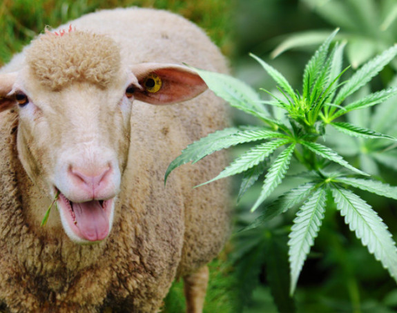 Stado ovaca u Grčkoj pojelo 100 kg marihuane
