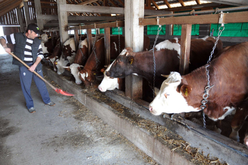 Proizvodnja mlijeka u padu, zatvaraju se farme u Srpskoj