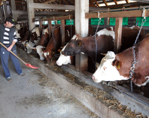 Proizvodnja mlijeka u padu, zatvaraju se farme u Srpskoj