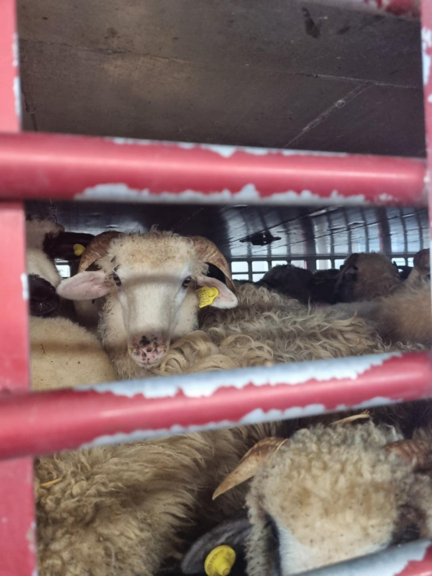 Za carinjenje prijavili ovce, a uvozili jagnjad