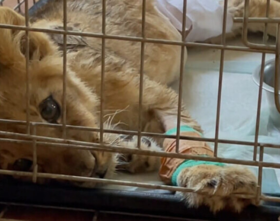Tužne vijesti iz zoo-vrta: Uginula mlada lavica Kiki