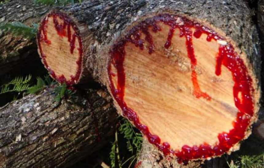Дрво које крвари када се посече!