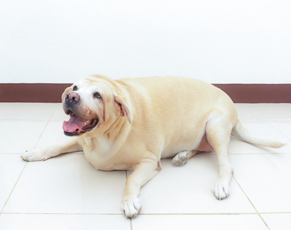 Pas lutalica od 100 kilograma mora da smrša zbog zdravlja!