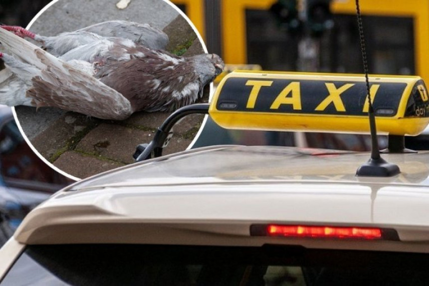 Japanski taksista uhapšen jer je namerno pregazio goluba!