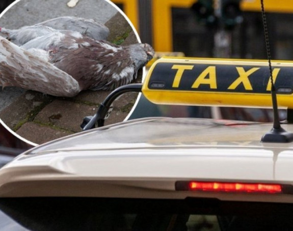 Јапански таксиста ухапшен јер је намерно прегазио голуба!