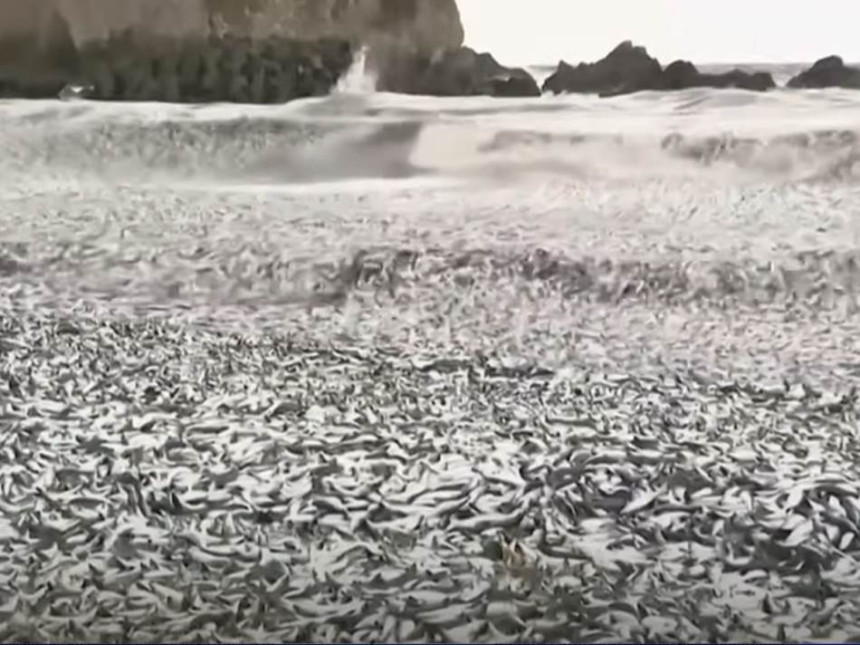 Nekoliko hiljada tona uginule ribe na obalama Japana