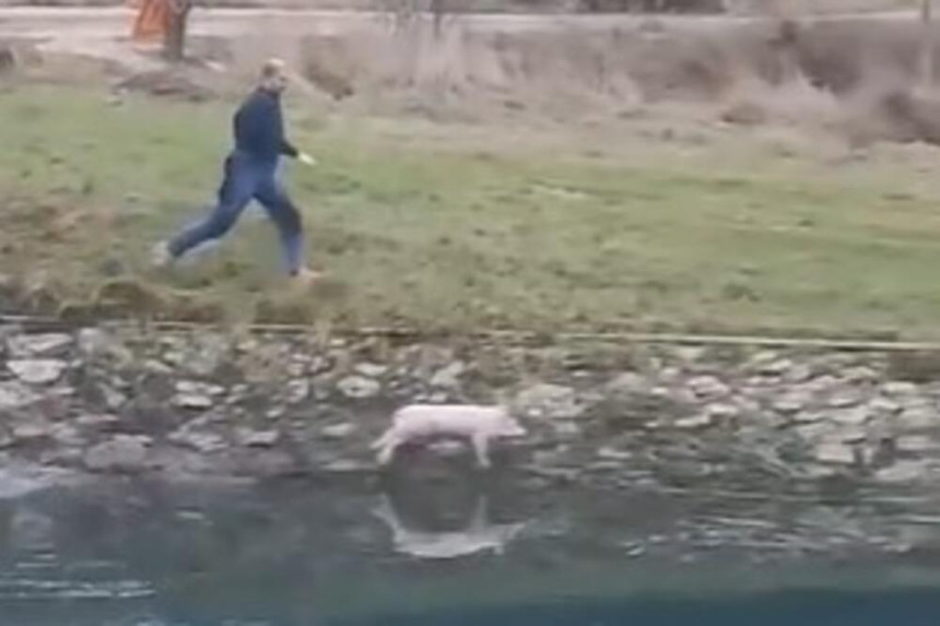 Prase pobjeglo "sa ražnja" u rijeku! (VIDEO)