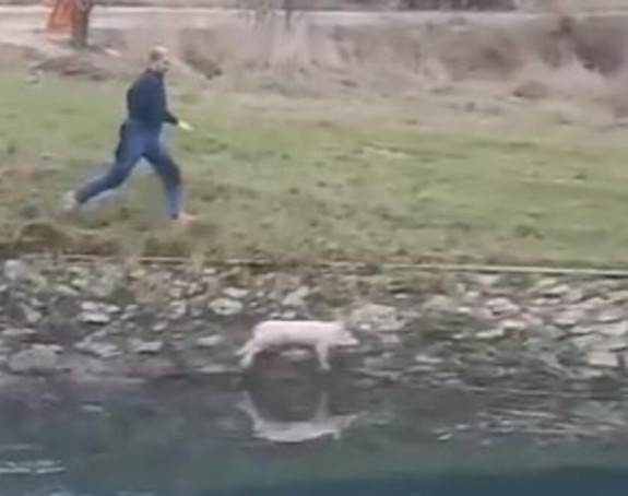 Prase pobjeglo "sa ražnja" u rijeku! (VIDEO)