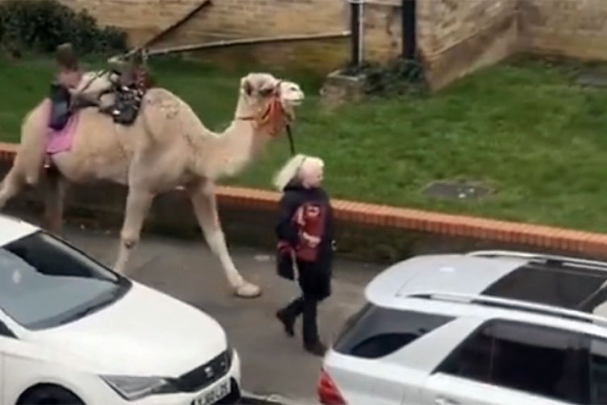 Жена у Лондону извела камилу у шетњу (ВИДЕО)
