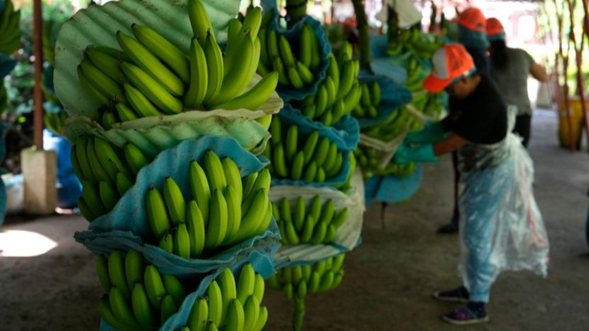 Заплијењено 2,6 тона кокаина у товару банана